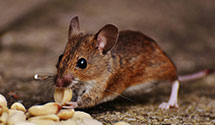 24 Hour & Emergency Exterminators in Readyville, TN